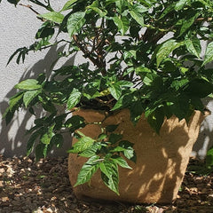 Outdoor Eco Friendly Jute Plant Pots (2.8 Liters)