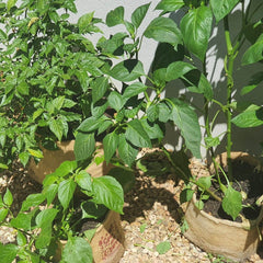 Outdoor Eco Friendly Jute Plant Pots (2.8 Liters)